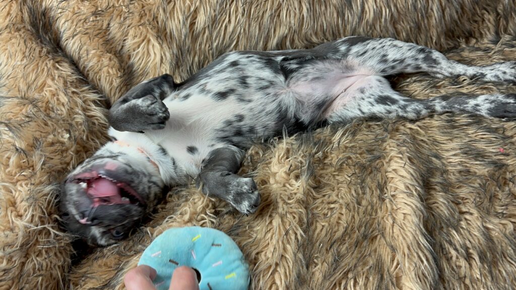 Disco | Black Merle French Bulldog Female | Born May 3rd, 2023