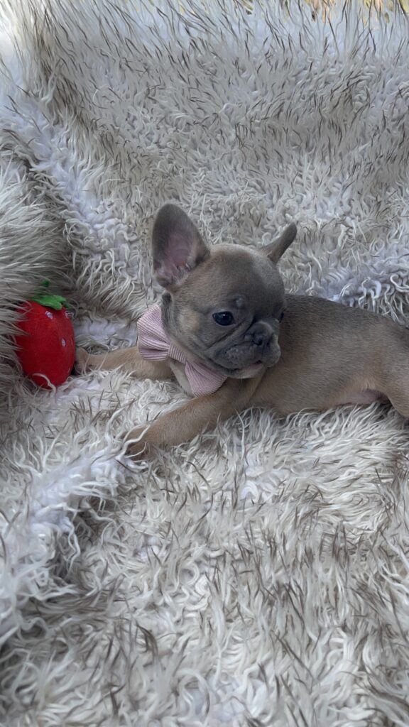 Waldo | Blue Sable French Bulldog Male | Born July 27th, 2023
