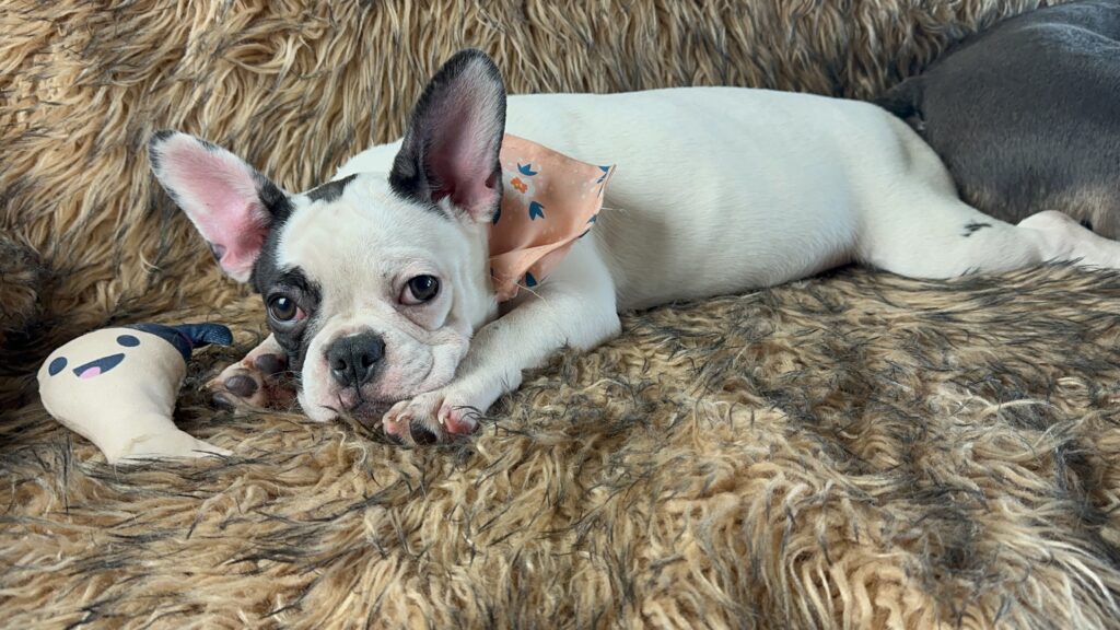 Tasha | Black Pied French Bulldog Female | Available Now​
