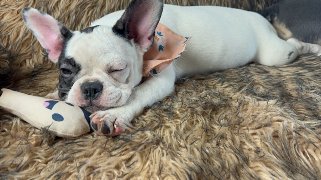 Tasha | Black Pied French Bulldog Female | Available Now​