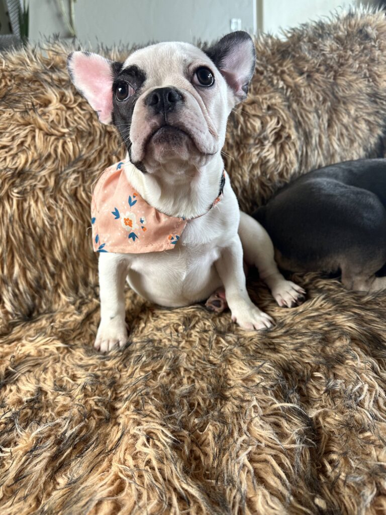 Tasha | Black Pied French Bulldog Female | Available Now​