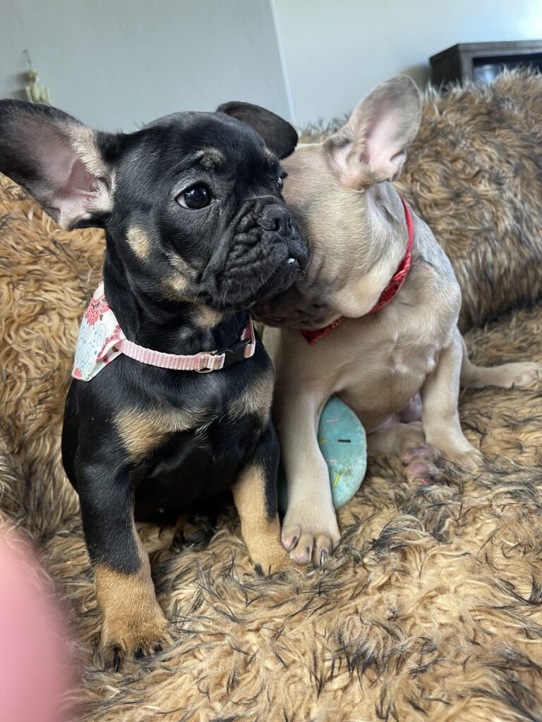 Sunny | Black & Tan French Bulldog Female | Available Now