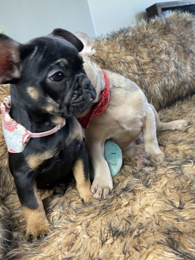 Sunny | Black & Tan French Bulldog Female | Available Now