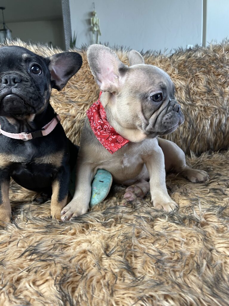 Sunny | Black & Tan French Bulldog Female | Available Now