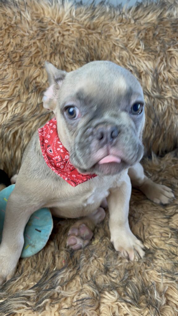 Ralphie | Blue Fawn French Bulldog Male | The Fun Loving One