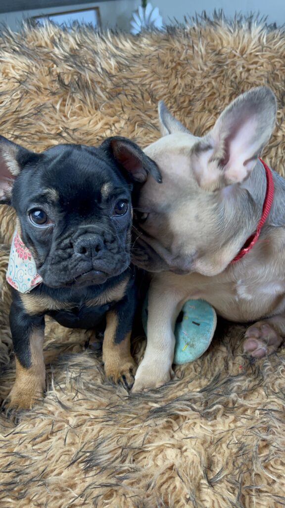 Sunny | Black & Tan French Bulldog Female | Available Now