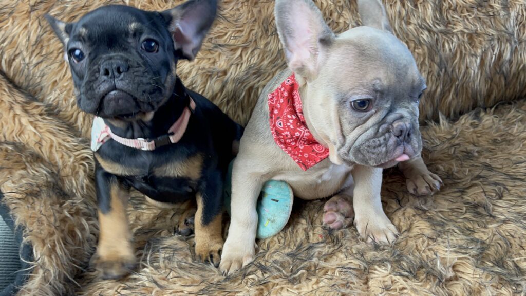 Ralphie | Blue Fawn French Bulldog Male | The Fun Loving One
