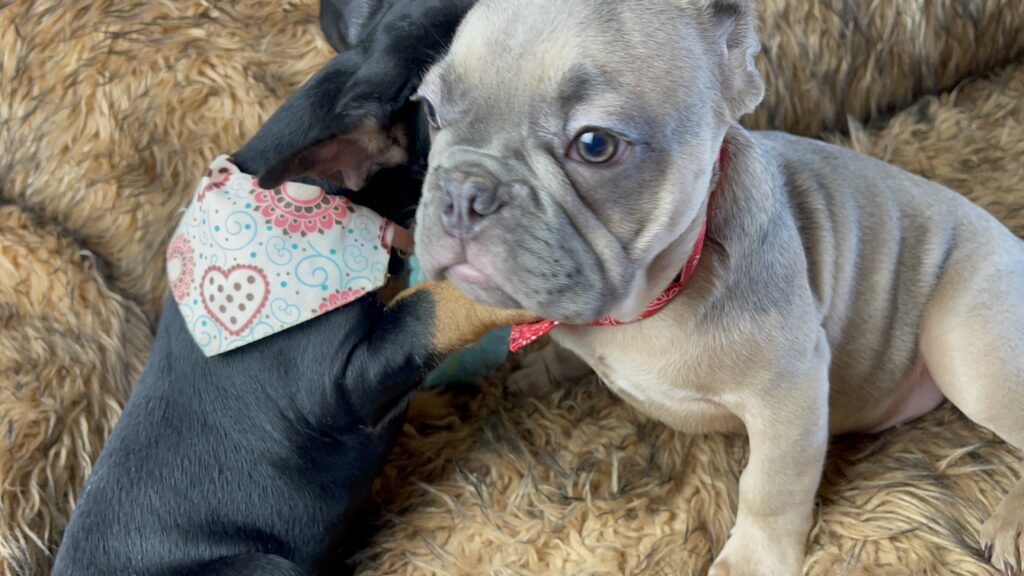 Ralphie | Blue Fawn French Bulldog Male | The Fun Loving One