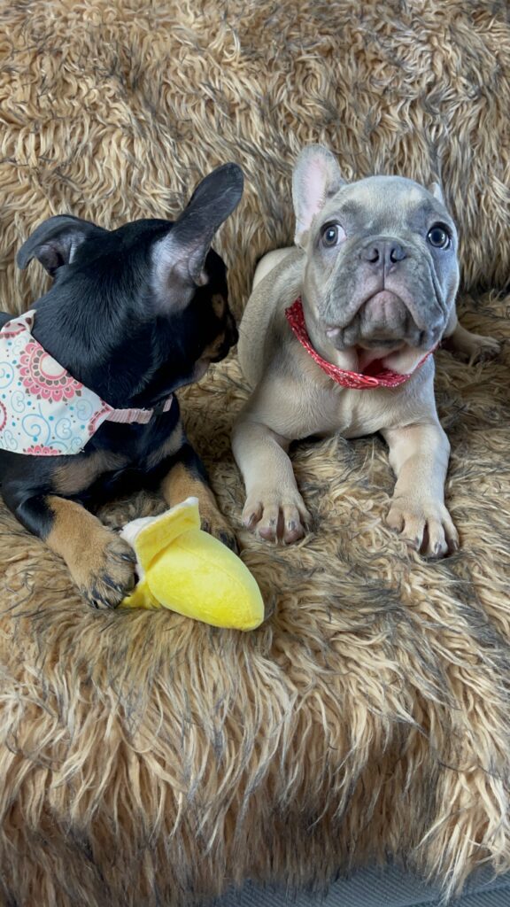 Ralphie | Blue Fawn French Bulldog Male | The Fun Loving One