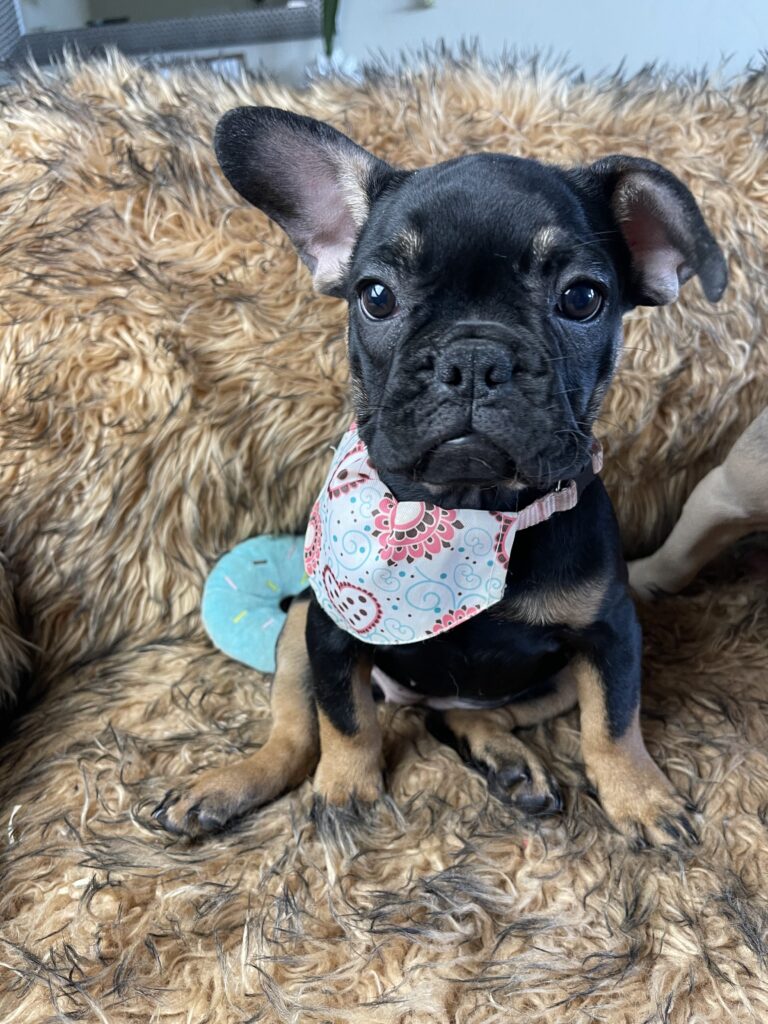 Sunny | Black & Tan French Bulldog Female | Available Now