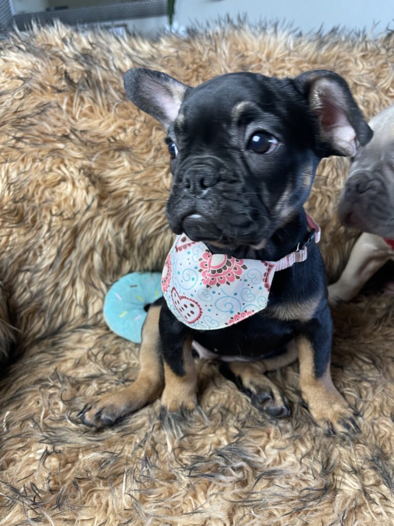 Sunny | Black & Tan French Bulldog Female | Available Now