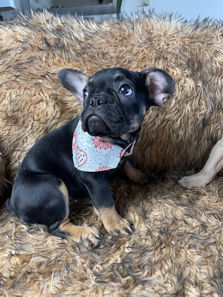 Sunny | Black & Tan French Bulldog Female | Available Now