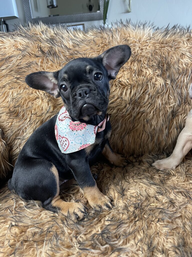 Sunny | Black & Tan French Bulldog Female | Available Now
