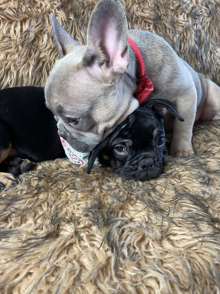 Sunny | Black & Tan French Bulldog Female | Available Now