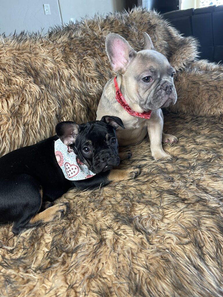 Sunny | Black & Tan French Bulldog Female | Available Now