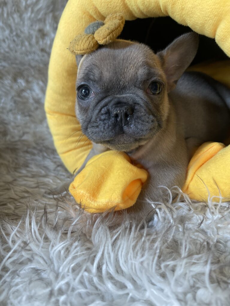 Avon | Blue Fawn French Bulldog Female | Born August 18th, 2023