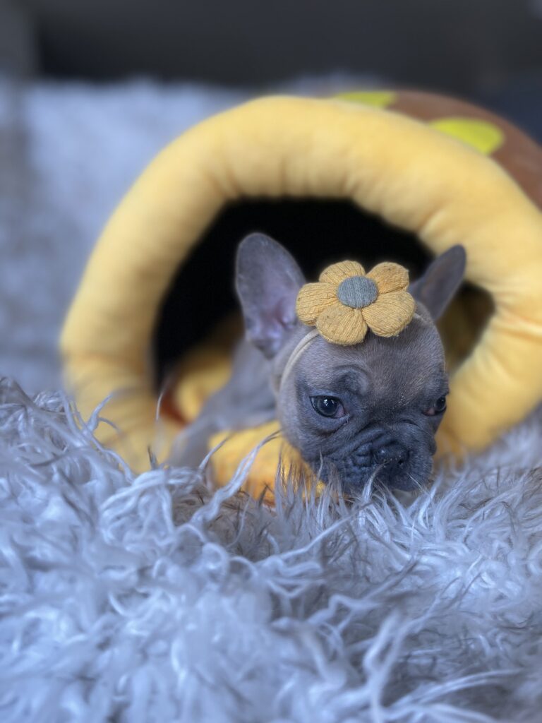 Avon | Blue Fawn French Bulldog Female | Born August 18th, 2023