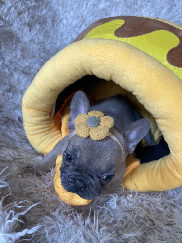 Avon | Blue Fawn French Bulldog Female | Born August 18th, 2023