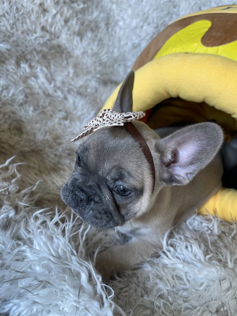 Ariel | Blue Fawn French Bulldog Female | Born August 18th, 2023
