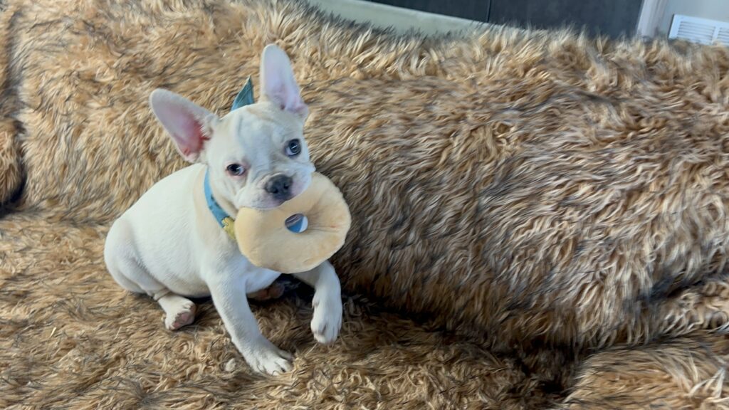 Tommy | Lilac Fawn Pied French Bulldog Male | Available Now
