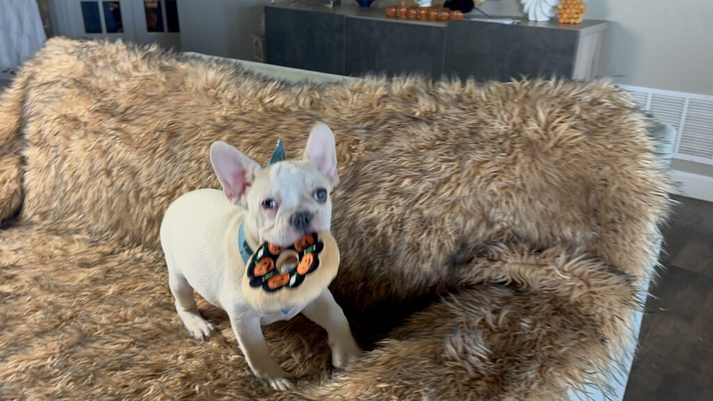 Tommy | Lilac Fawn Pied French Bulldog Male | Available Now