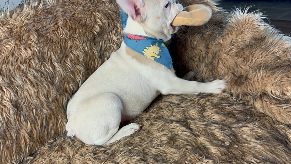 Tommy | Lilac Fawn Pied French Bulldog Male | Available Now
