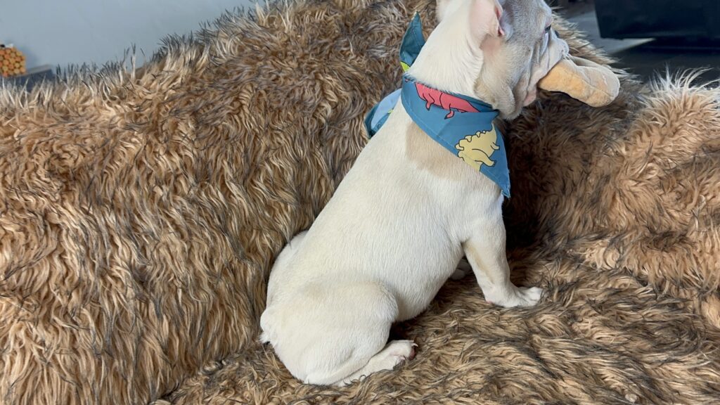 Tommy | Lilac Fawn Pied French Bulldog Male | Available Now