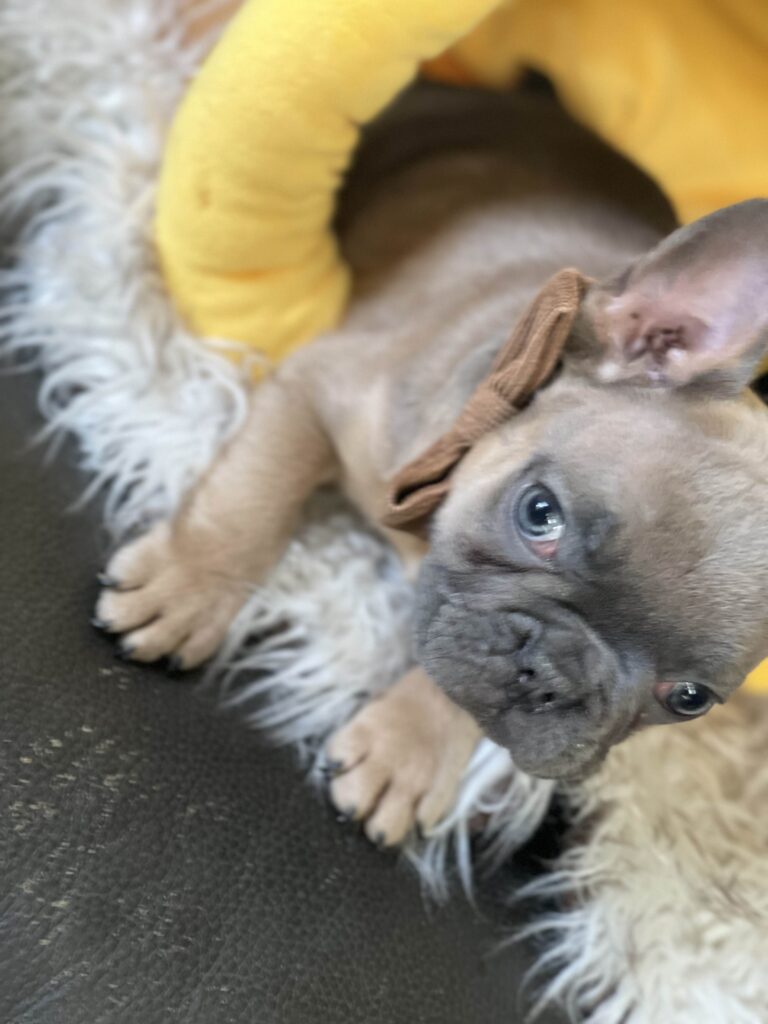 Adventure | Blue Fawn French Bulldog Male | Born August 18th, 2023