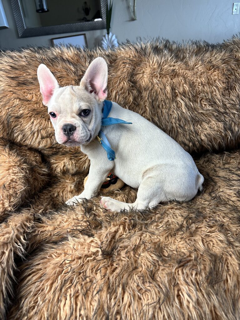 Tommy | Lilac Fawn Pied French Bulldog Male | Available Now