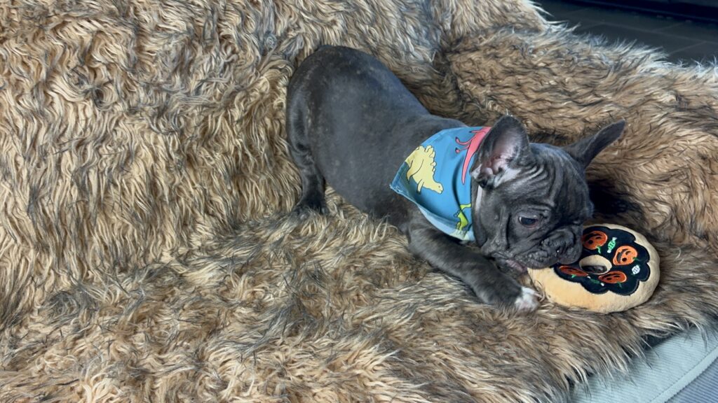 Ziggy | Brindle French Bulldog Male | Born July 1st, 2023