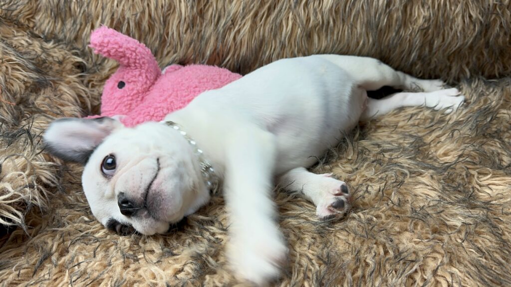 Tasha | Black Pied French Bulldog Female | Available Now​