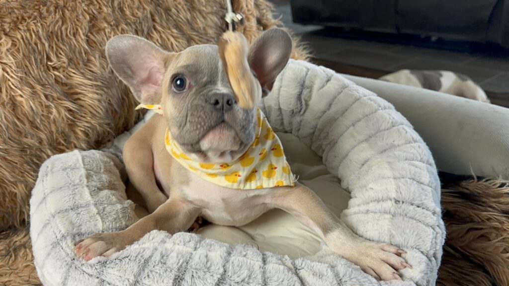 Otis | Lilac Fawn & White French Bulldog Male | The Fun-Loving One​