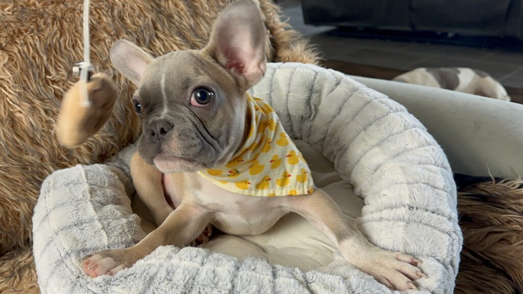 Otis | Lilac Fawn & White French Bulldog Male | The Fun-Loving One​