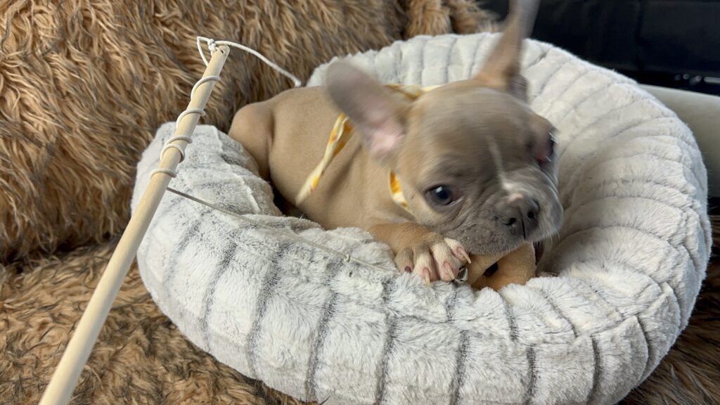 Otis | Lilac Fawn & White French Bulldog Male | The Fun-Loving One​