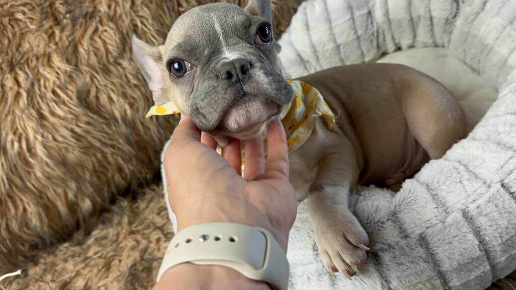 Otis | Lilac Fawn & White French Bulldog Male | The Fun-Loving One​