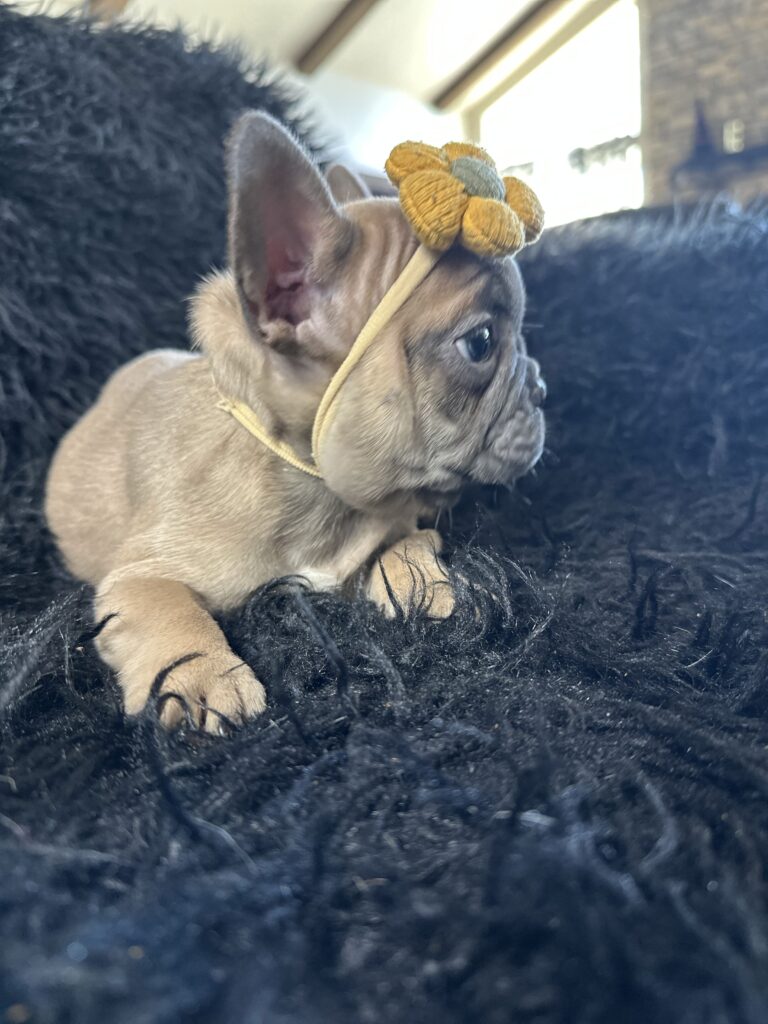 Avon | Blue Fawn French Bulldog Female | Born August 18th, 2023