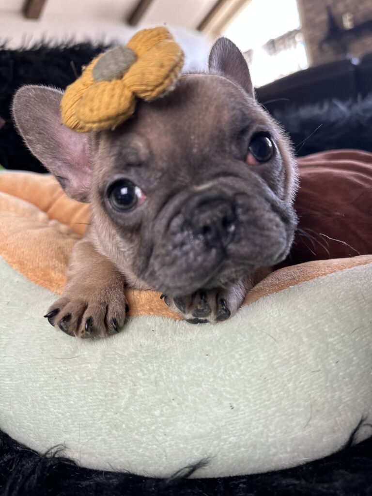 Avon | Blue Fawn French Bulldog Female | Born August 18th, 2023