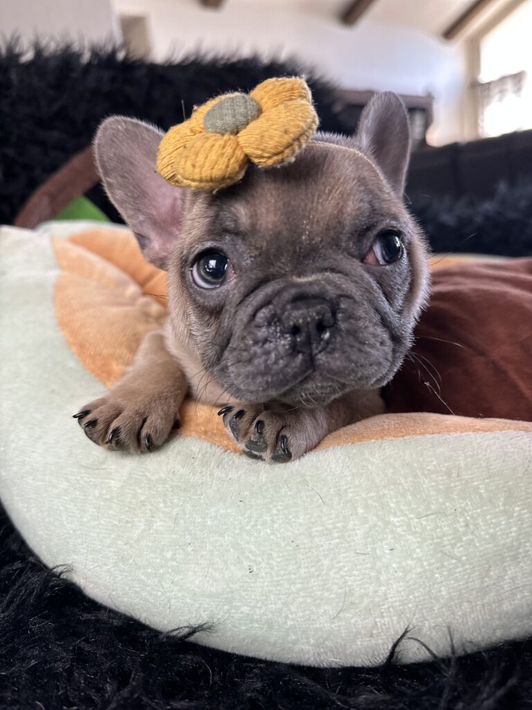 Avon | Blue Fawn French Bulldog Female | Born August 18th, 2023