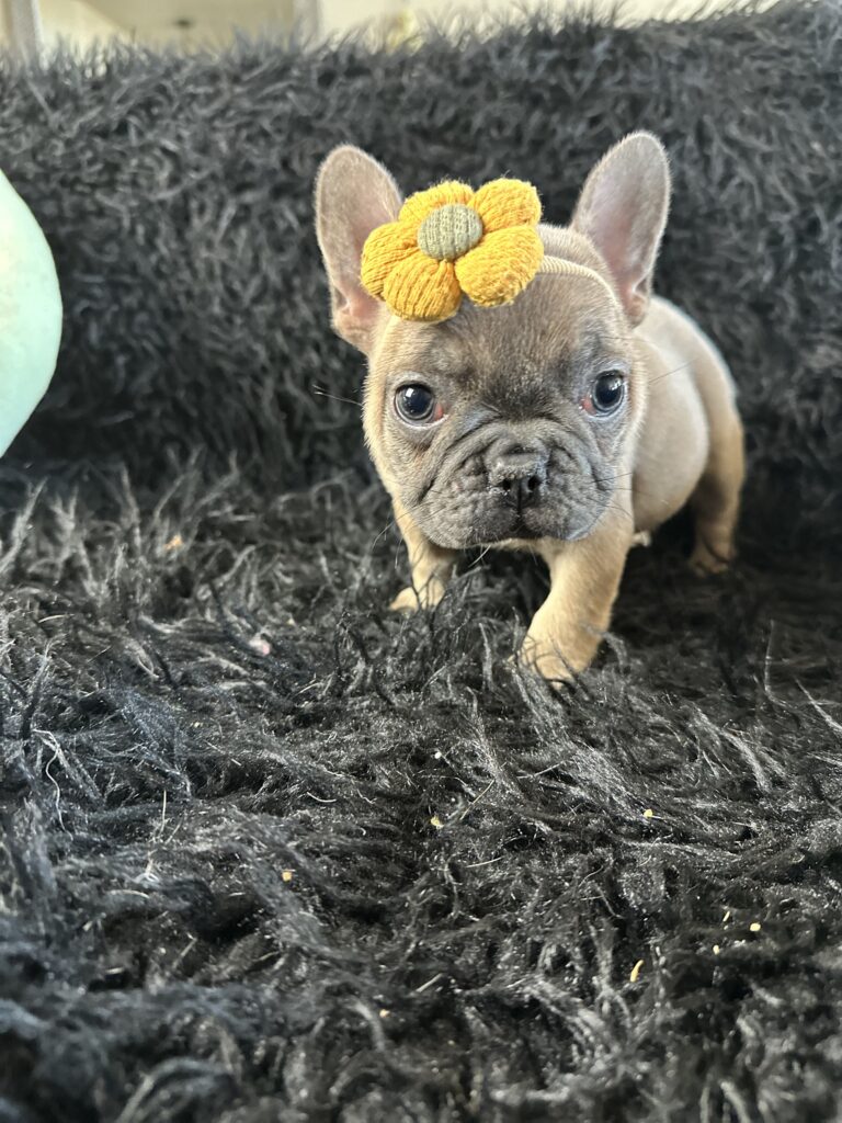 Avon | Blue Fawn French Bulldog Female | Born August 18th, 2023