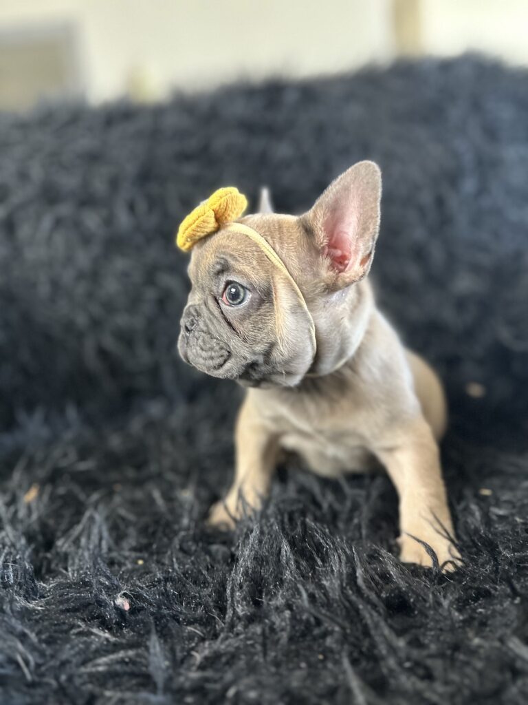 Avon | Blue Fawn French Bulldog Female | Born August 18th, 2023