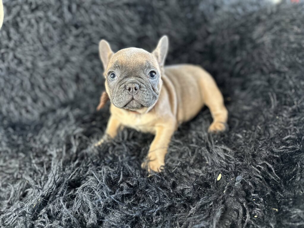 Amber | Blue Fawn French Bulldog Female | Born August 18th, 2023