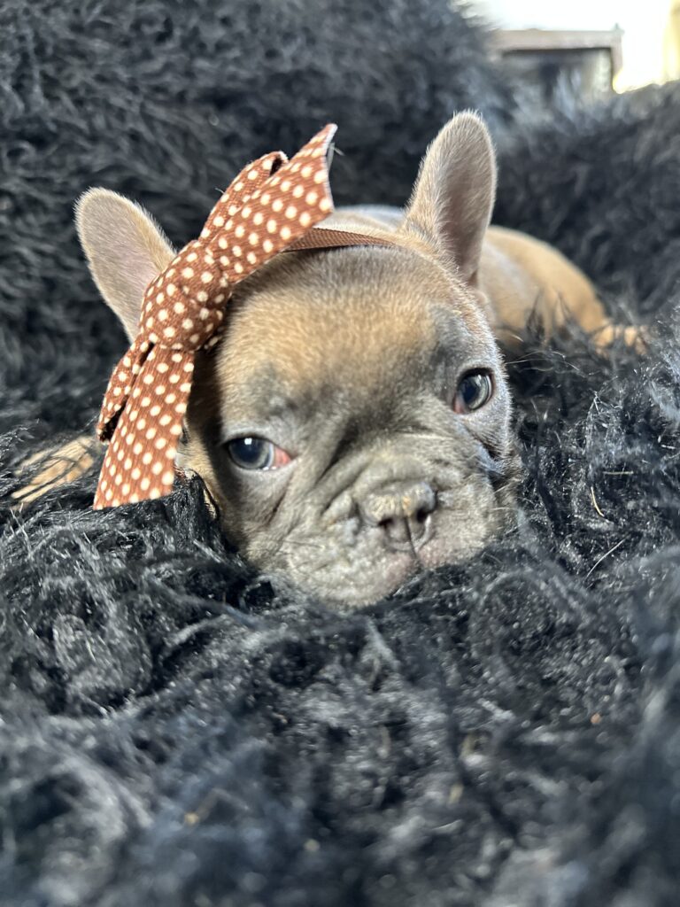 Amber | Blue Fawn French Bulldog Female | Born August 18th, 2023