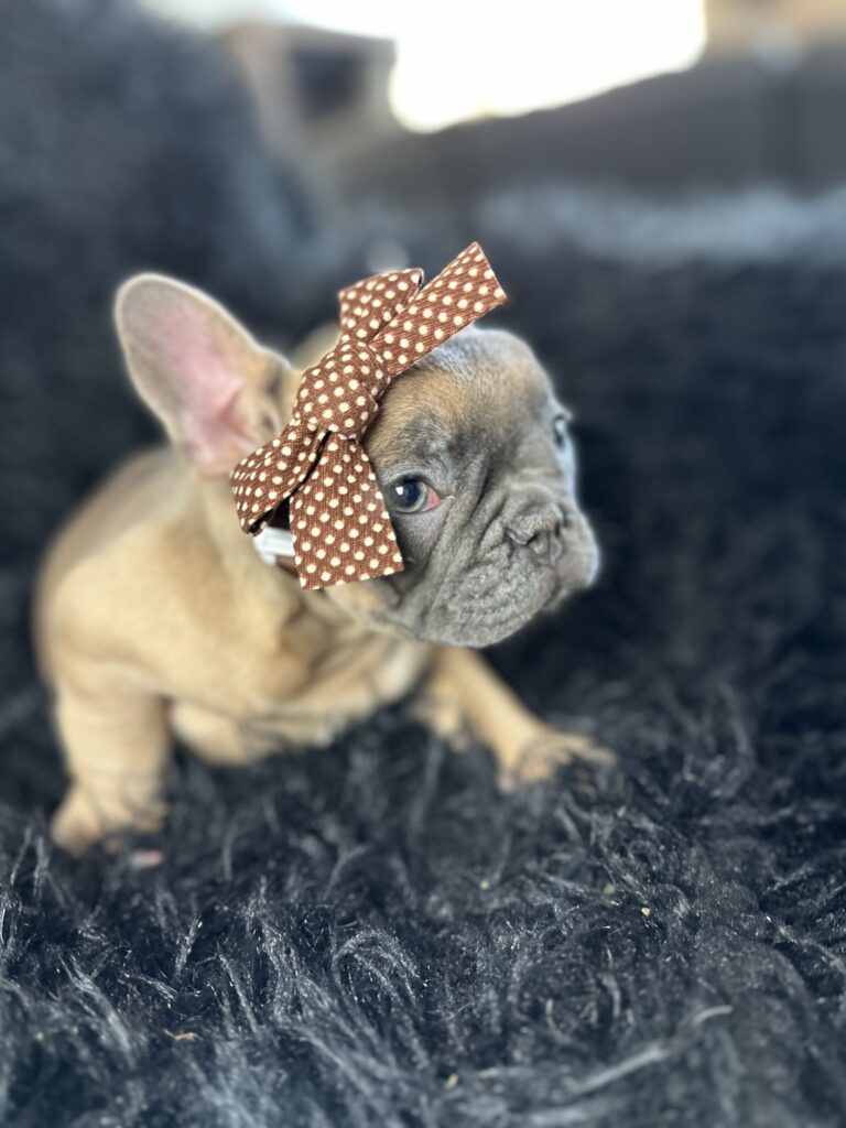 Amber | Blue Fawn French Bulldog Female | Born August 18th, 2023