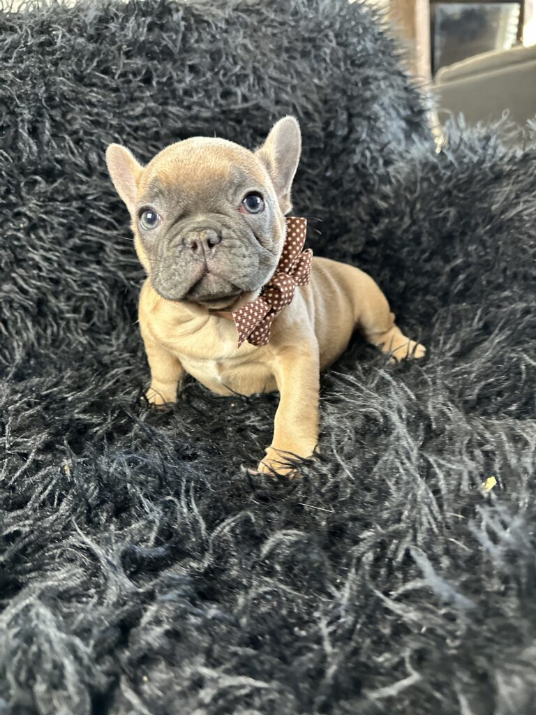 Amber | Blue Fawn French Bulldog Female | Born August 18th, 2023