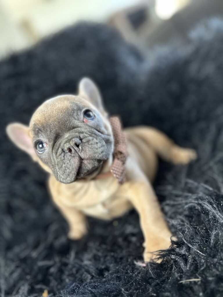 Amber | Blue Fawn French Bulldog Female | Born August 18th, 2023