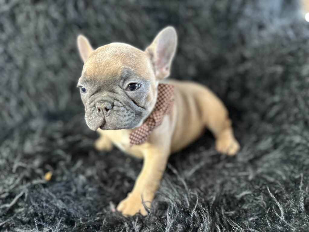 Amber | Blue Fawn French Bulldog Female | Born August 18th, 2023
