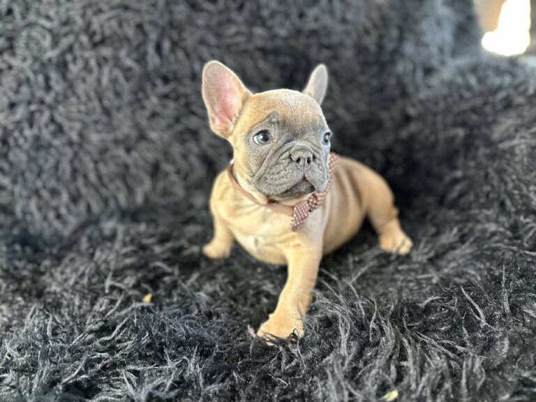 Amber | Blue Fawn French Bulldog Female | Born August 18th, 2023