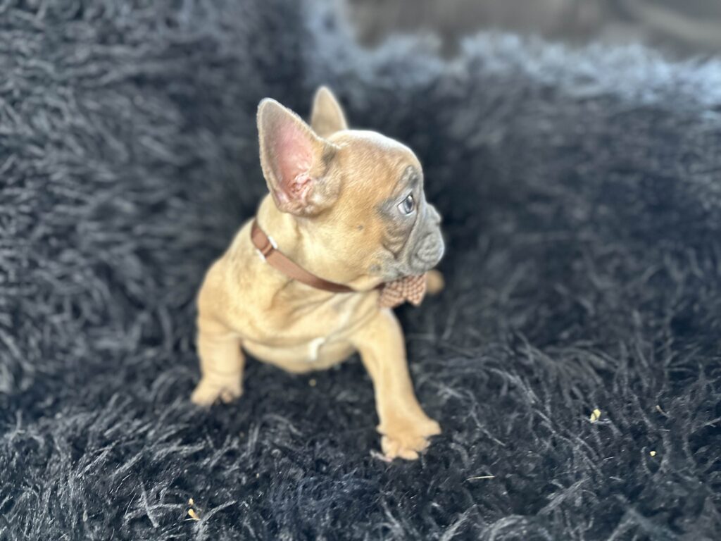 Amber | Blue Fawn French Bulldog Female | Born August 18th, 2023