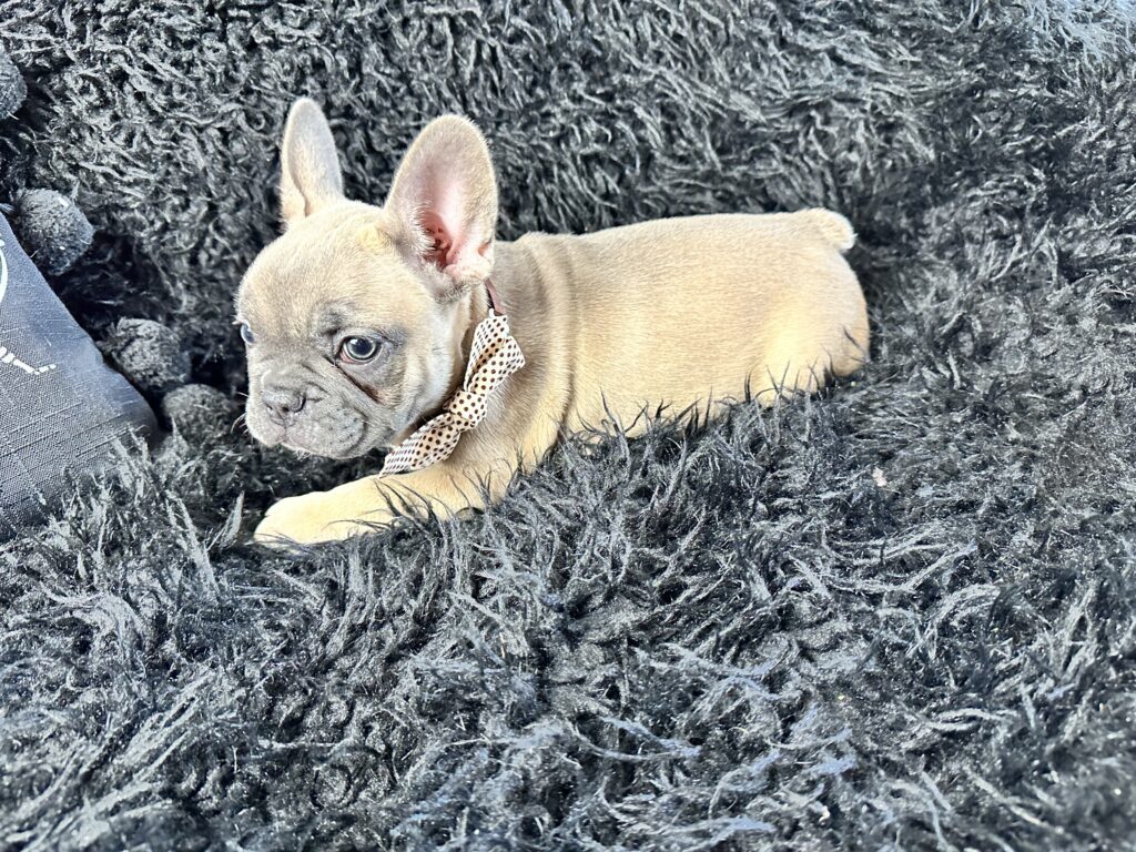 Ariel | Blue Fawn French Bulldog Female | Born August 18th, 2023
