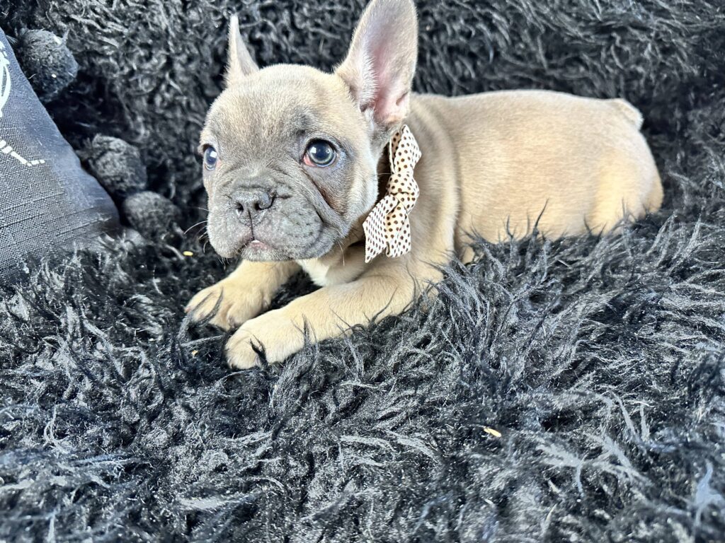 Ariel | Blue Fawn French Bulldog Female | Born August 18th, 2023